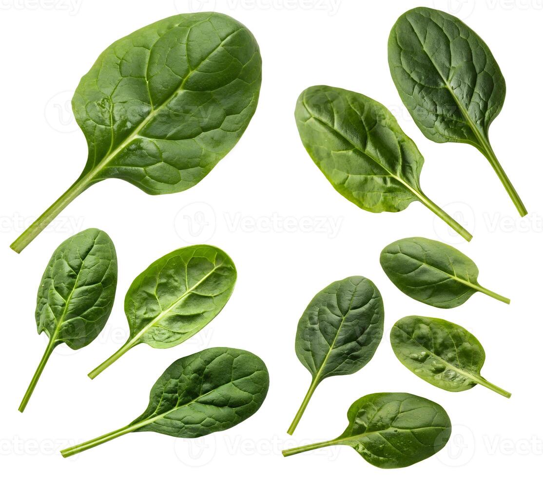 Green spinach leaves isolated on a white background. Spinach growing kit. Flat layer. photo