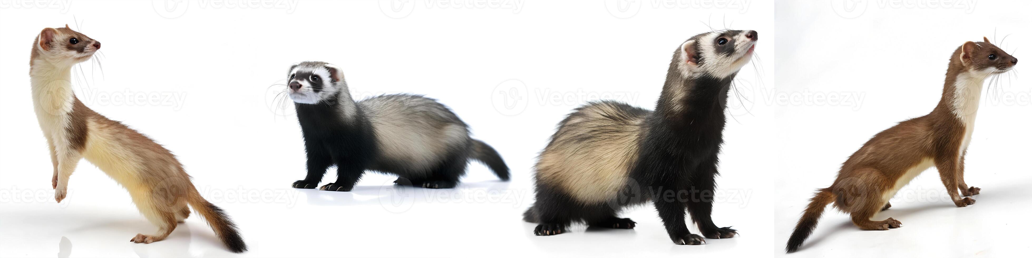 A set of young ferrets isolated on a white background. photo