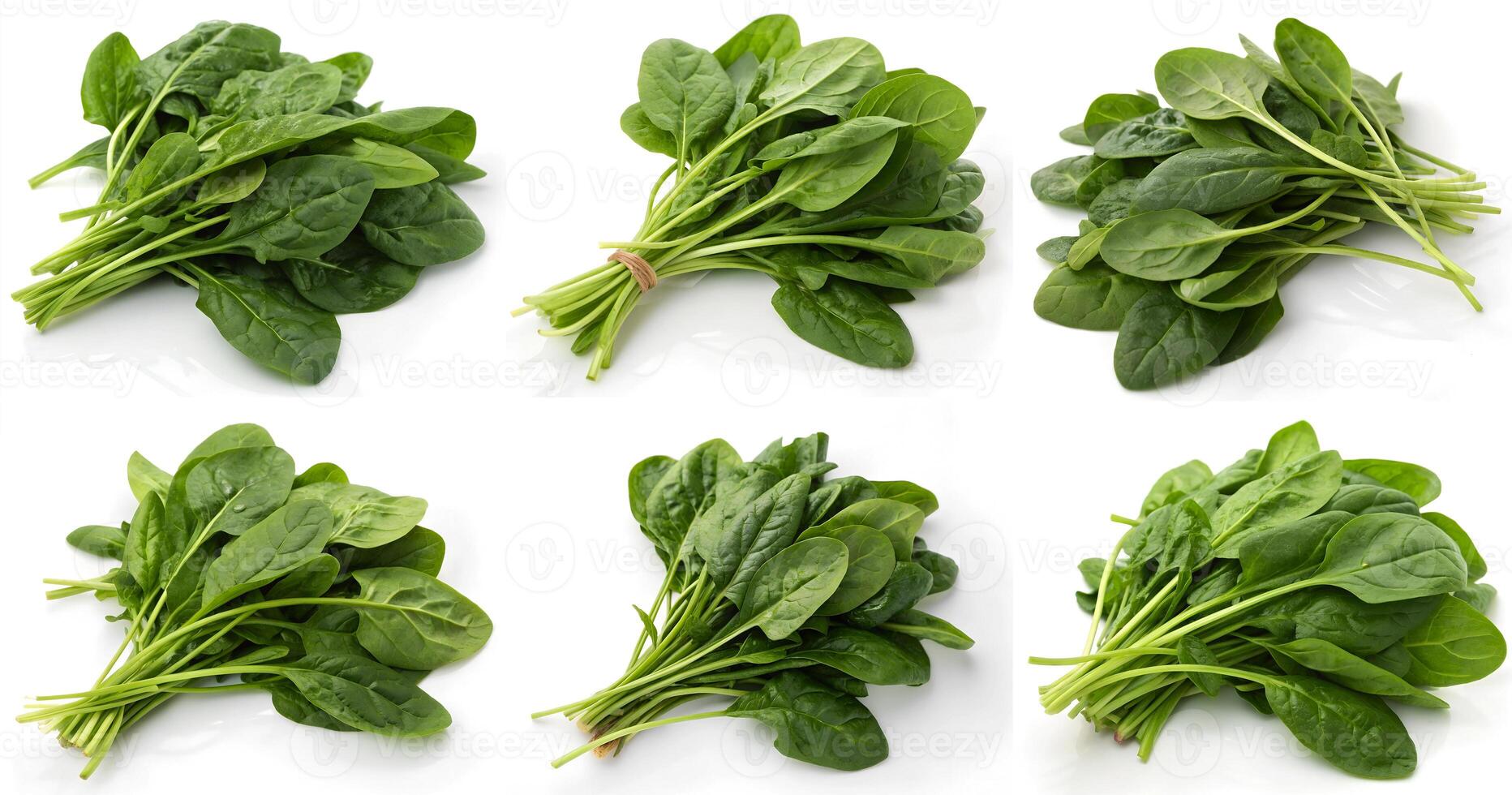 A set of bundles of fresh spinach is isolated on white. photo
