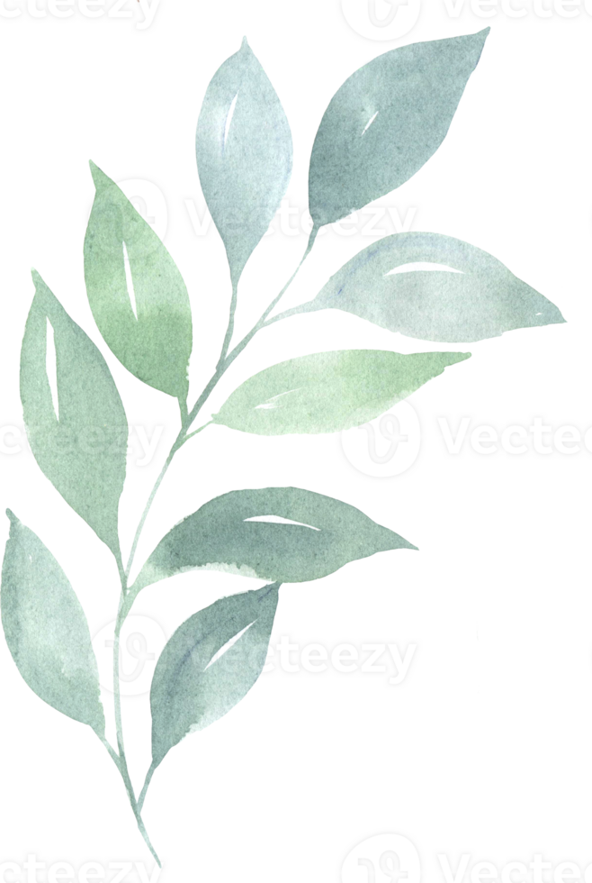 Watercolor green leaf floral illustration png