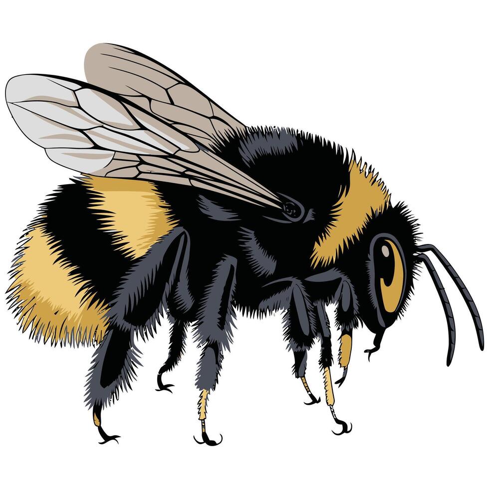 A bee with black and yellow wings vector