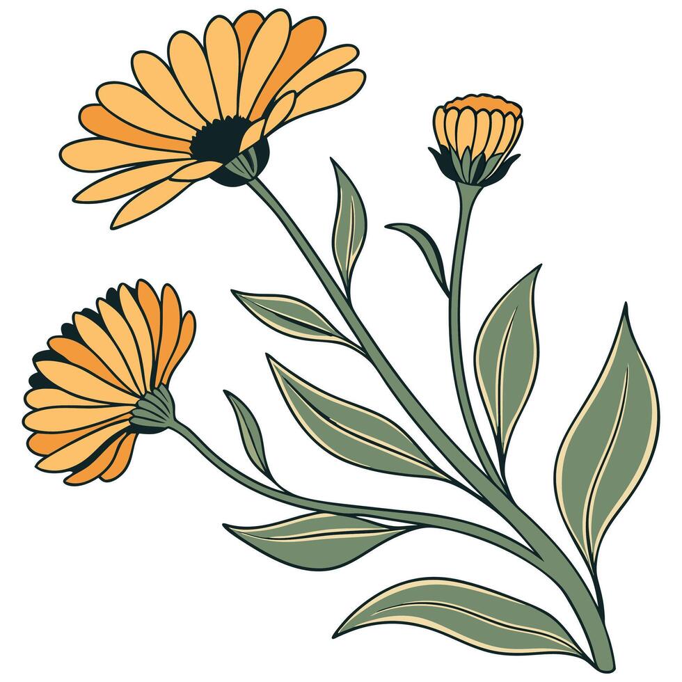 illustration of orange daisy flowers vector