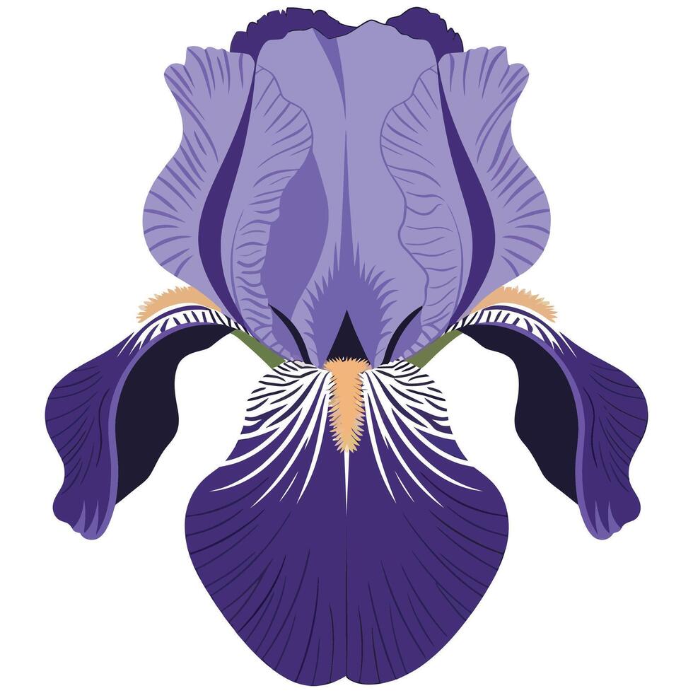 A purple iris flower on a white background vector