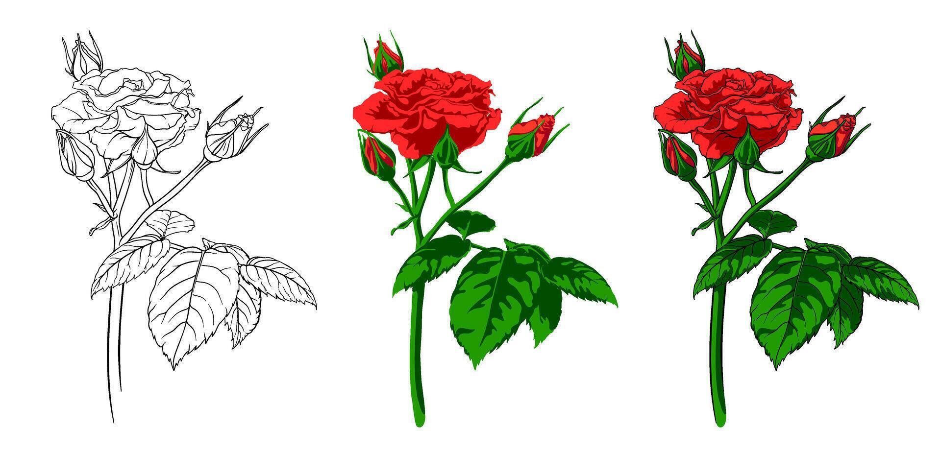 collection with the image of a red rose in various drawing techniques, a lush branch of a rose drawn with an outline, a bright elegant flower, flower image for coloring, paintings by numbers vector
