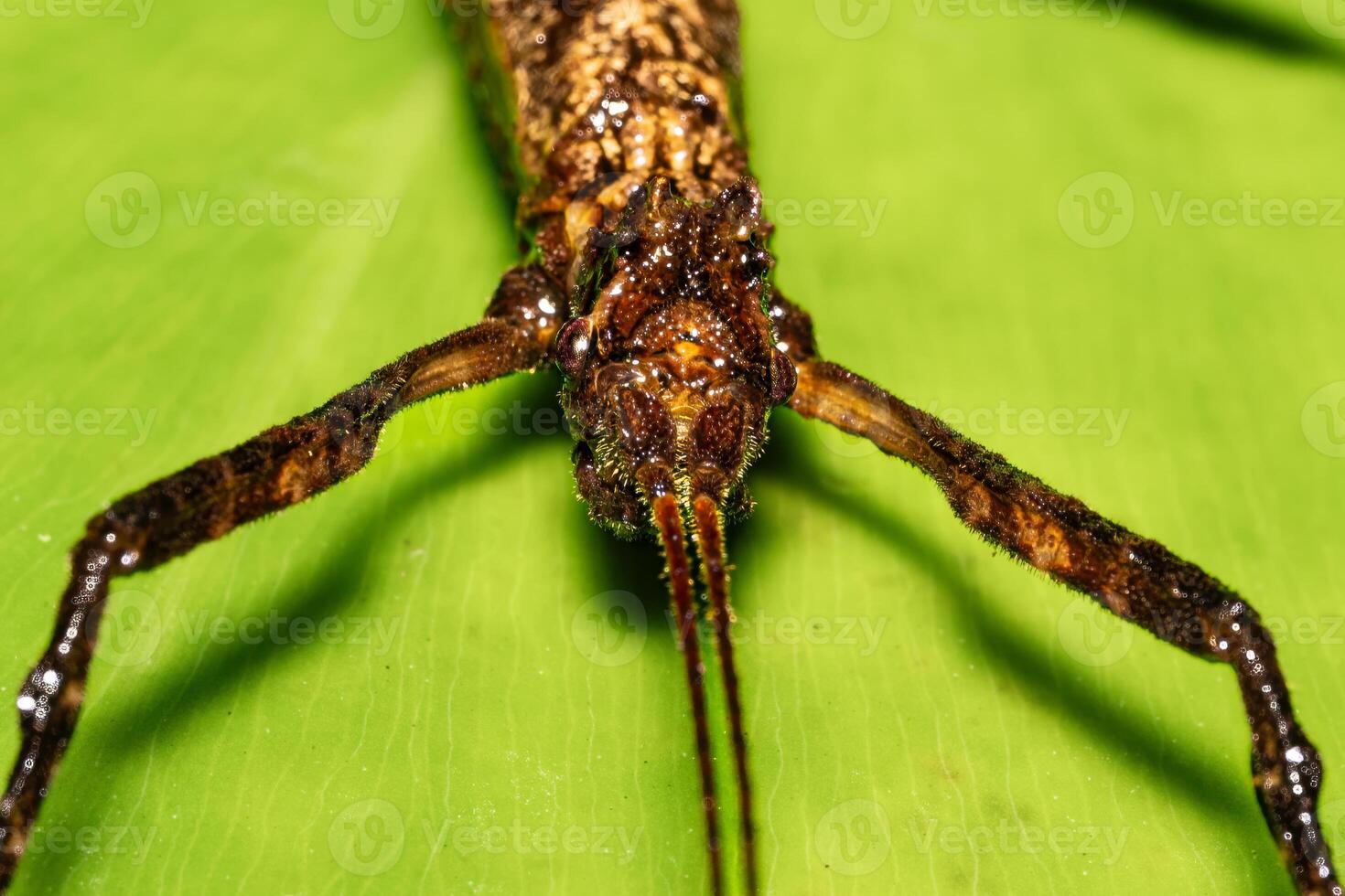 The Phasmatodea in the nature habitat. Night photography in Costa Rica. photo