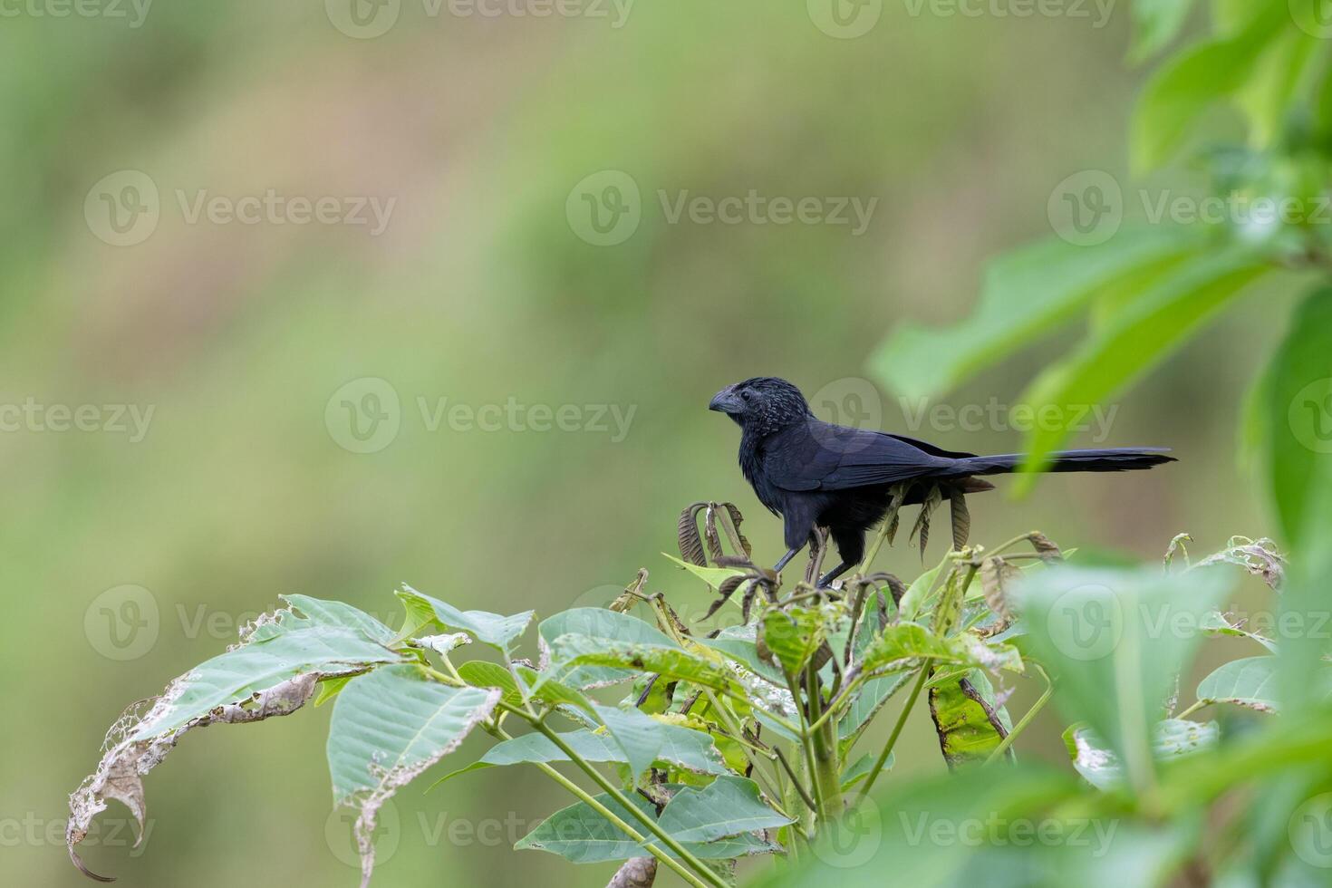 The Groove-billed ani, Crotophaga sulcirostris is a bird in the cuckoo family photo