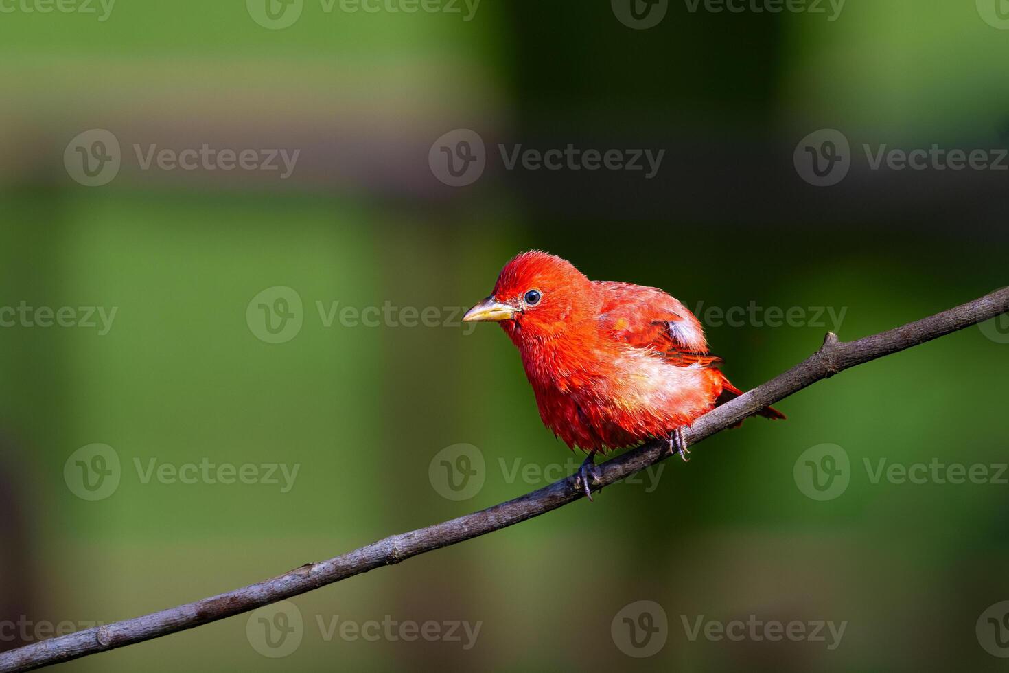 Piranga rubra, Summer Tanager, winters in Central and North South America photo