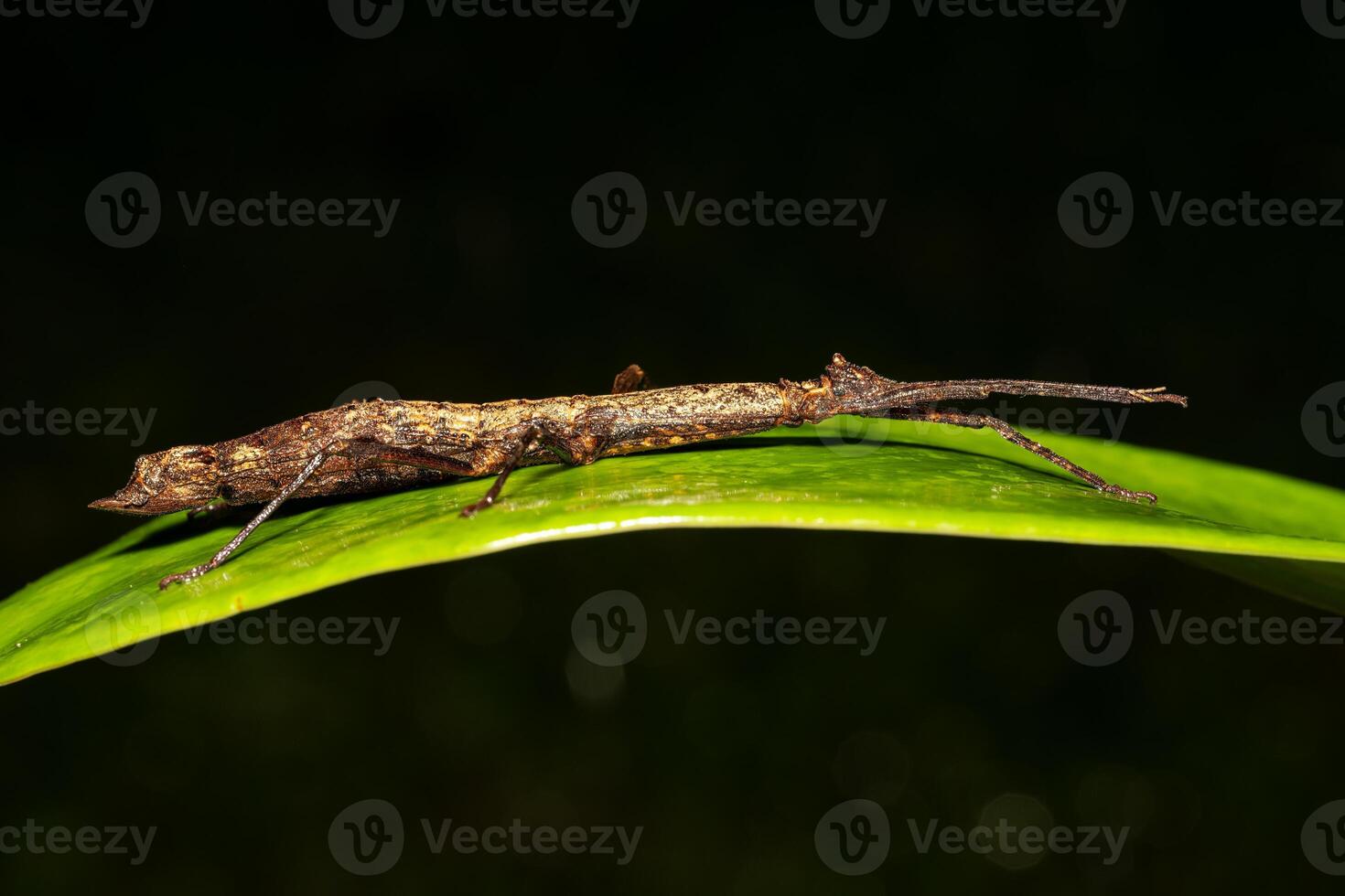 The Phasmatodea in the nature habitat. Night photography in Costa Rica. photo