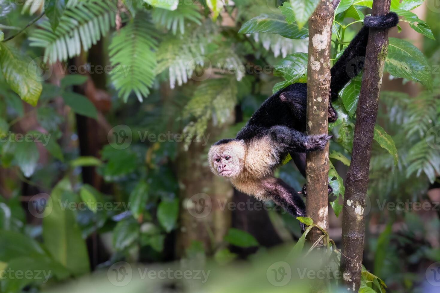 The Colombian white-faced capuchin, Cebus capucinus, or white-headed capuchin photo