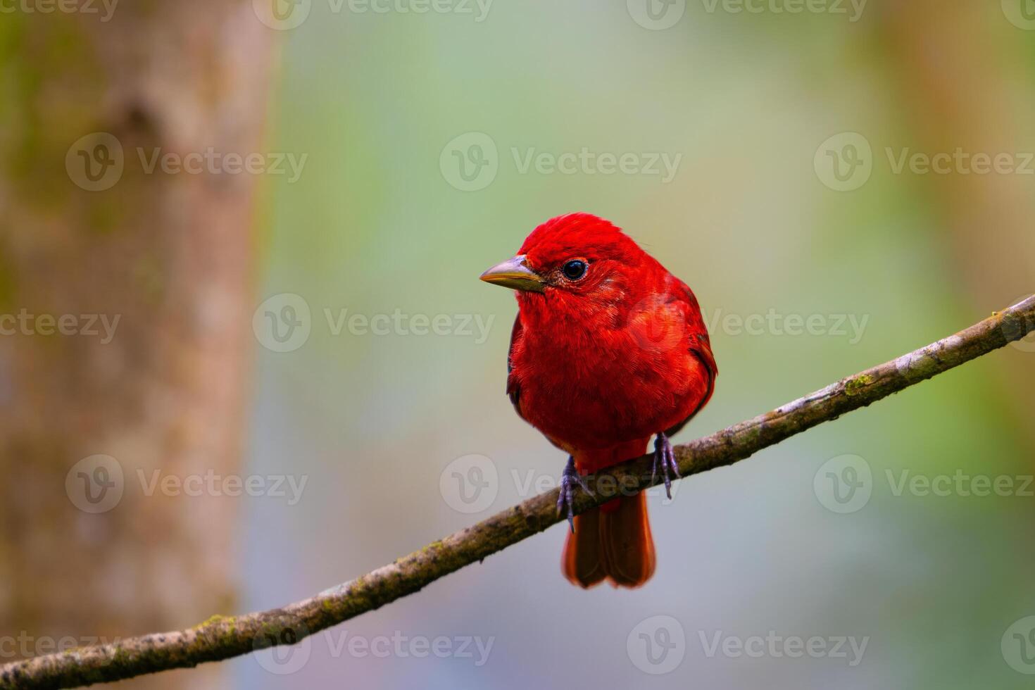 Piranga rubra, Summer Tanager, winters in Central and North South America photo
