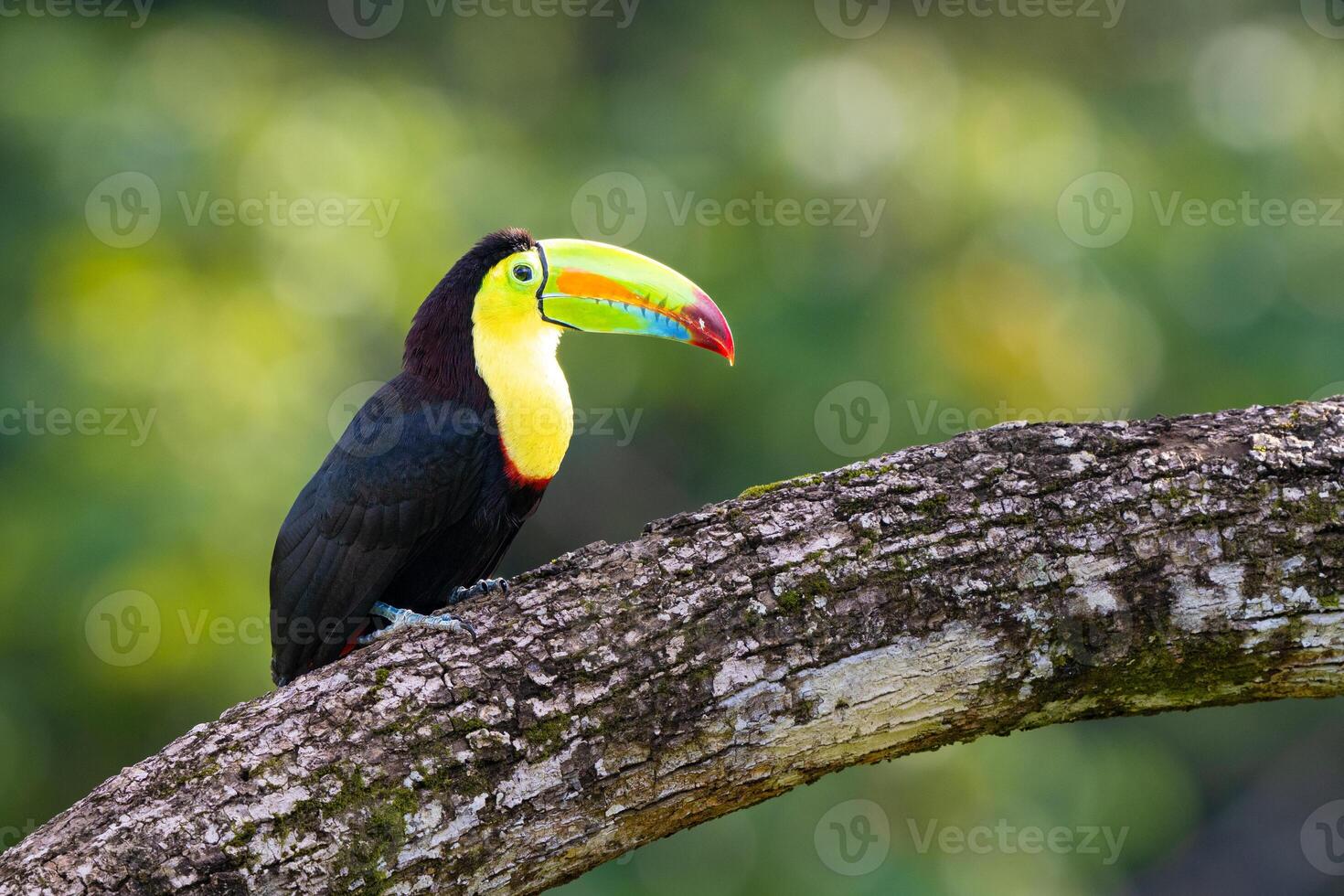 Ramphastos sulfuratus, The keel-billed toucan, known as sulfur-breasted toucan photo