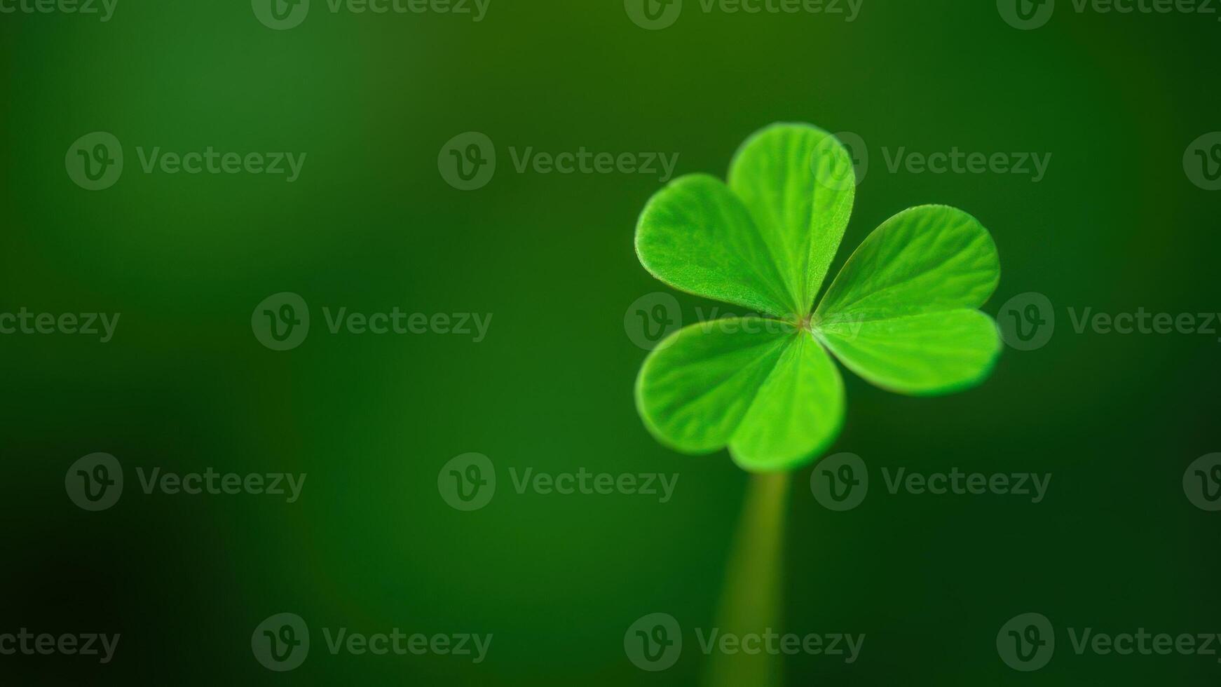 Single four-leaf clover isolated on a vibrant green background symbolizing luck and good fortune. photo