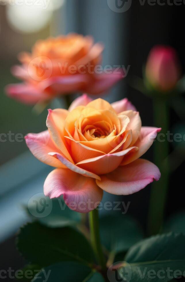 Peach roses blooming near window in soft sunlight photo