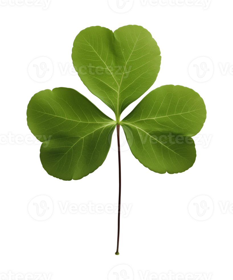Three 3 Leaf Clover Shamrock Isolated on Transparent Background png