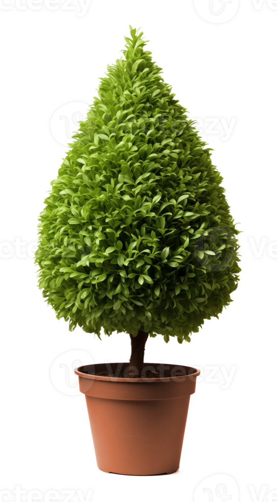 Cone Shape Topiary In Pot Isolated on Transparent Background png