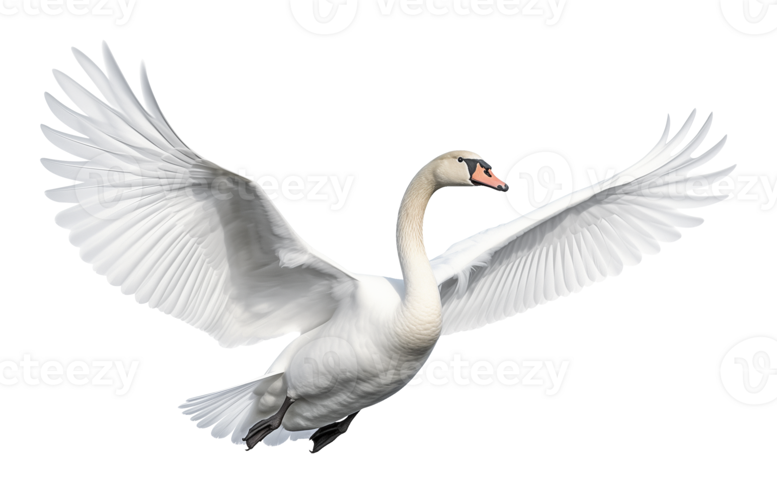 Swan Flying Isolated on Transparent Background png
