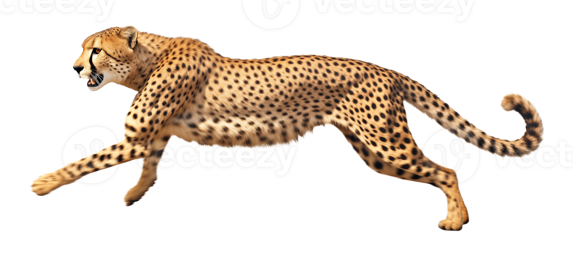 Cheetah Running Side View Isolated on Transparent Background png