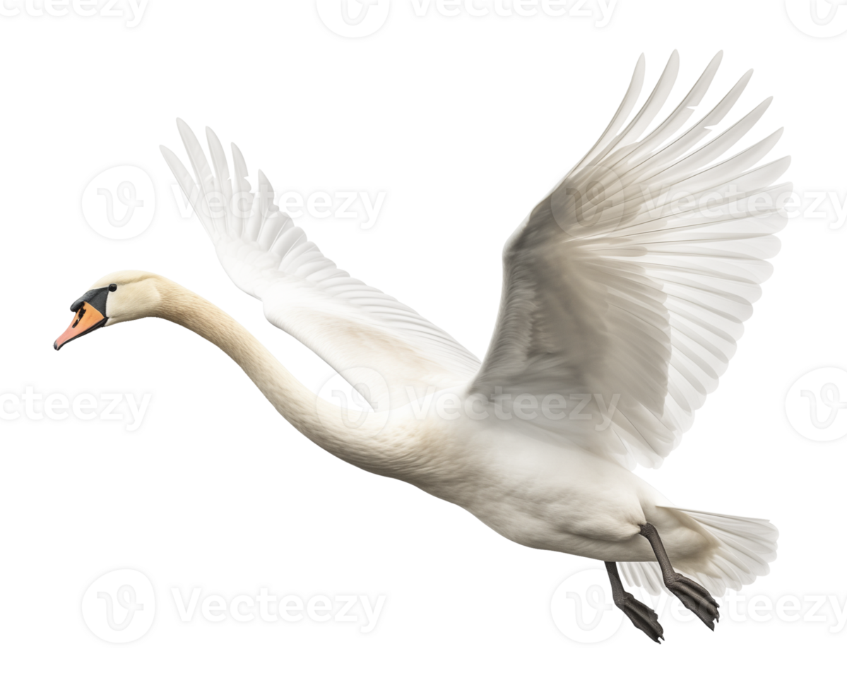 Flying Swan Side View Isolated on Transparent Background png