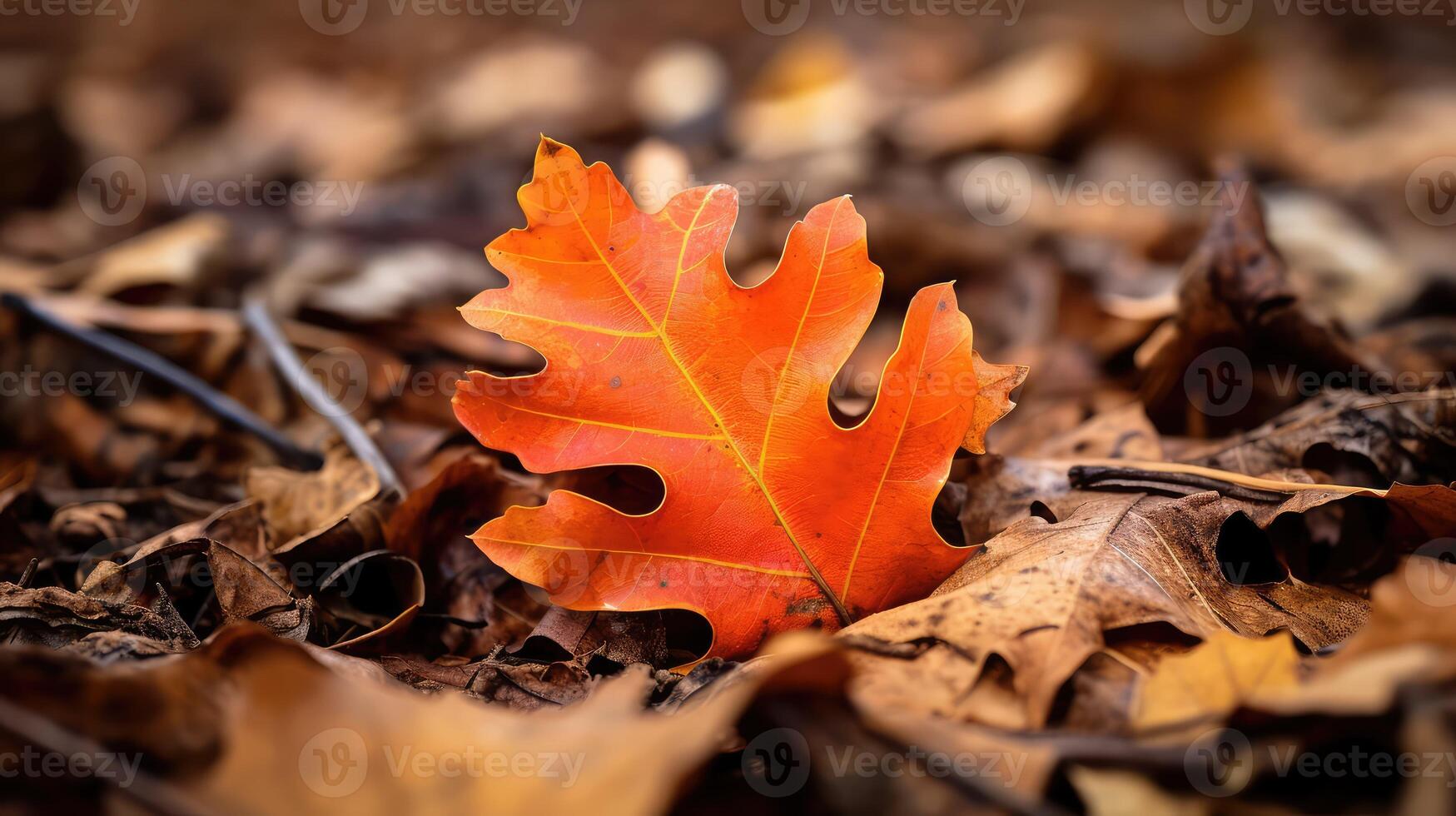 nature red oak leaf photo