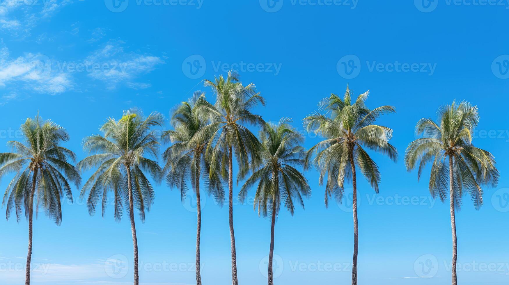 beach blue palm trees photo
