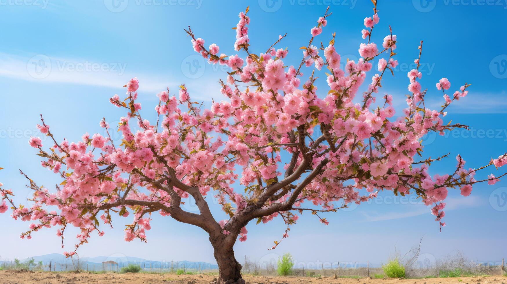 pink stone fruit trees photo