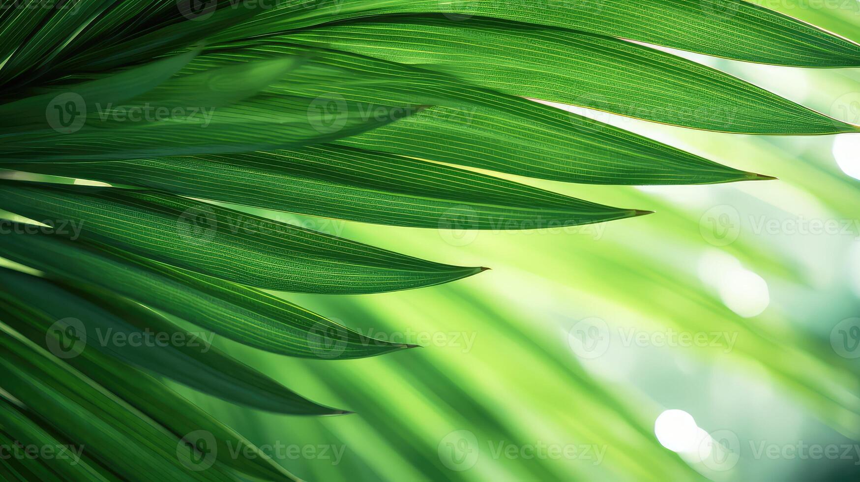 up palm tree leaves illustration photo