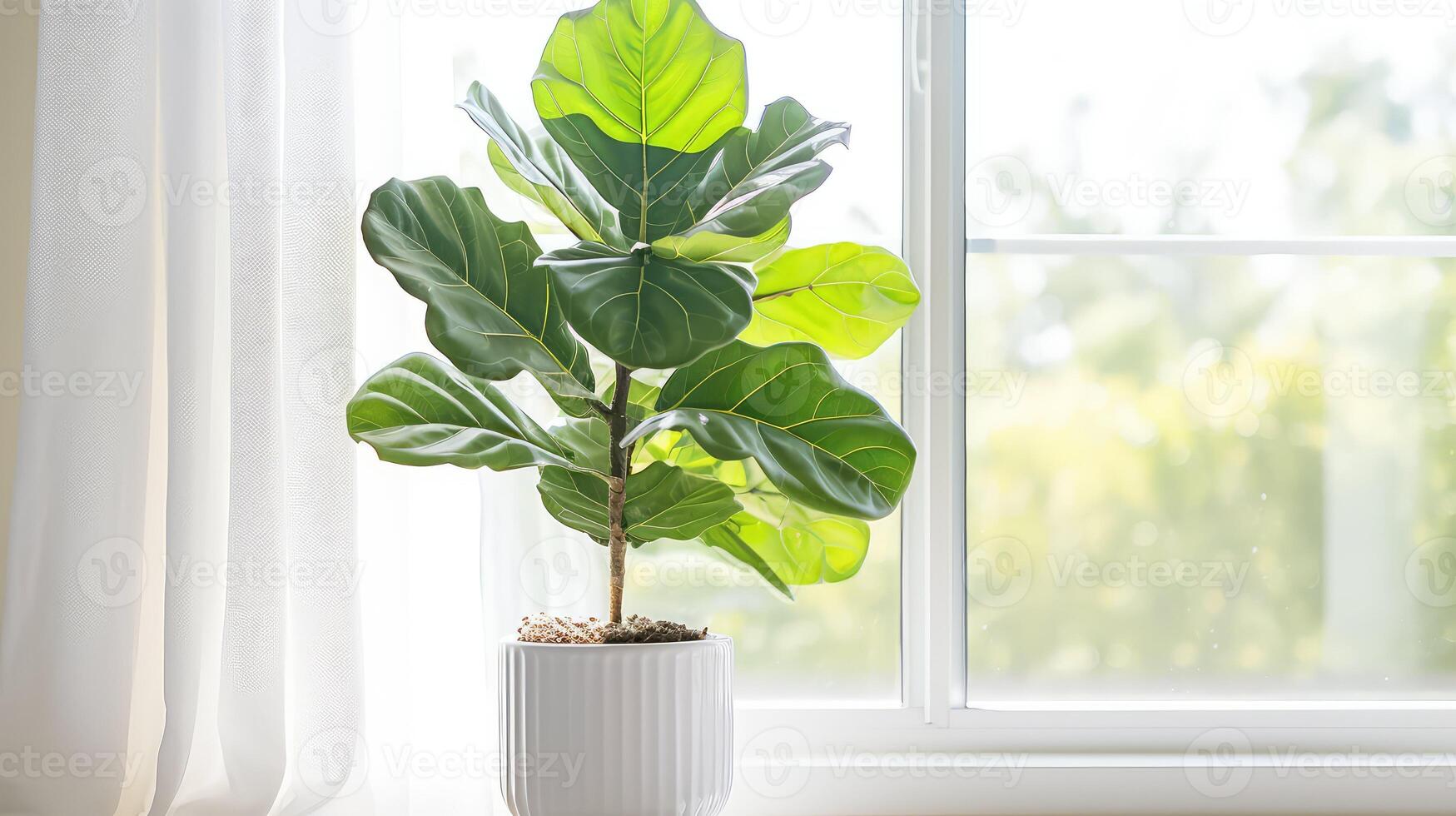 decor fiddle leaf plant photo