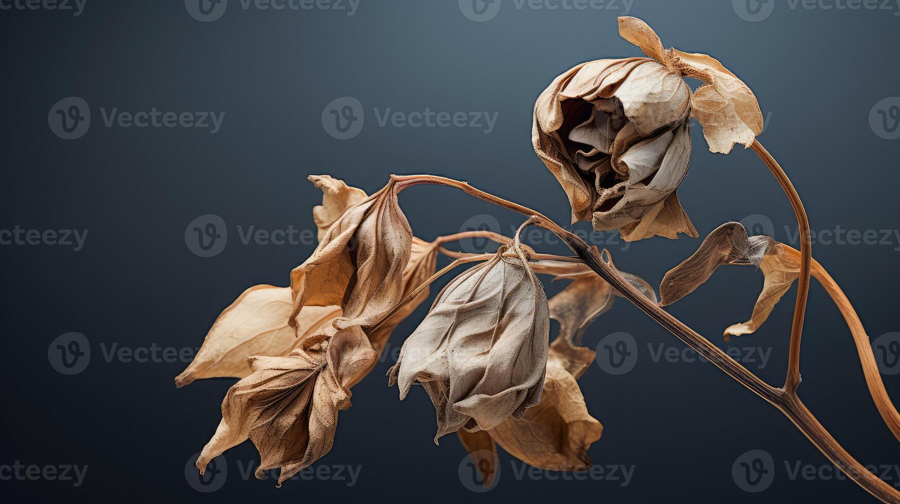 dehydrated dying plant photo