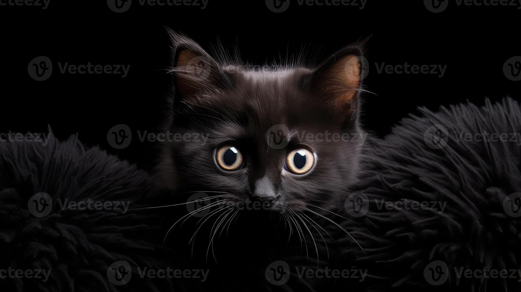 eyes cat black background photo