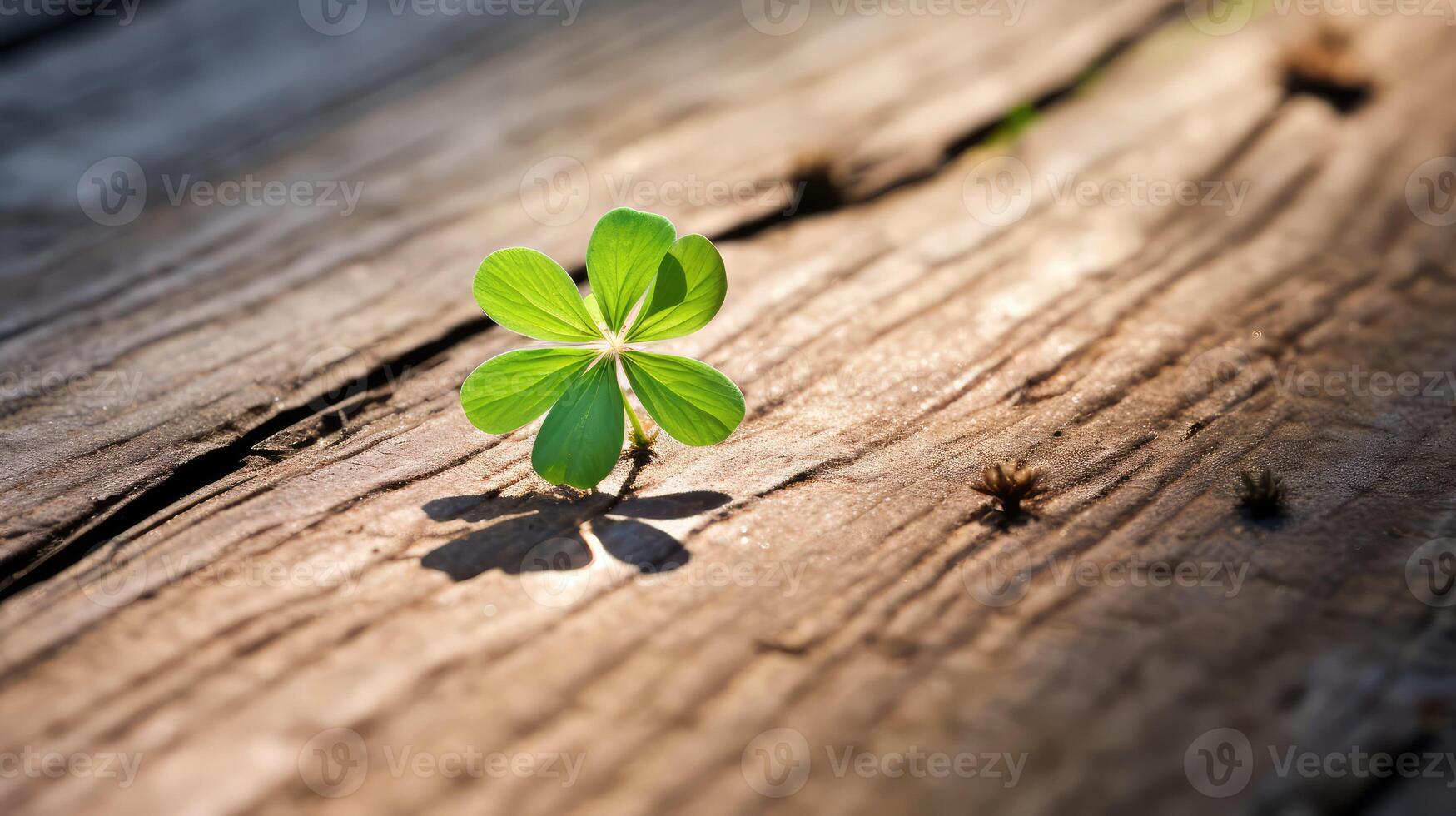 crack clover on wood photo