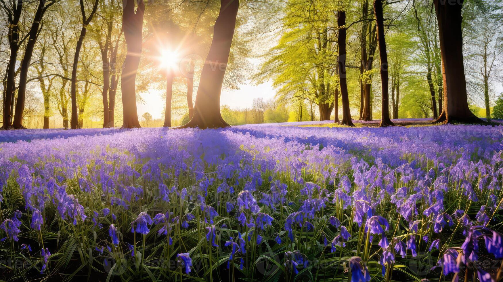 sunlight blue spring flowers photo