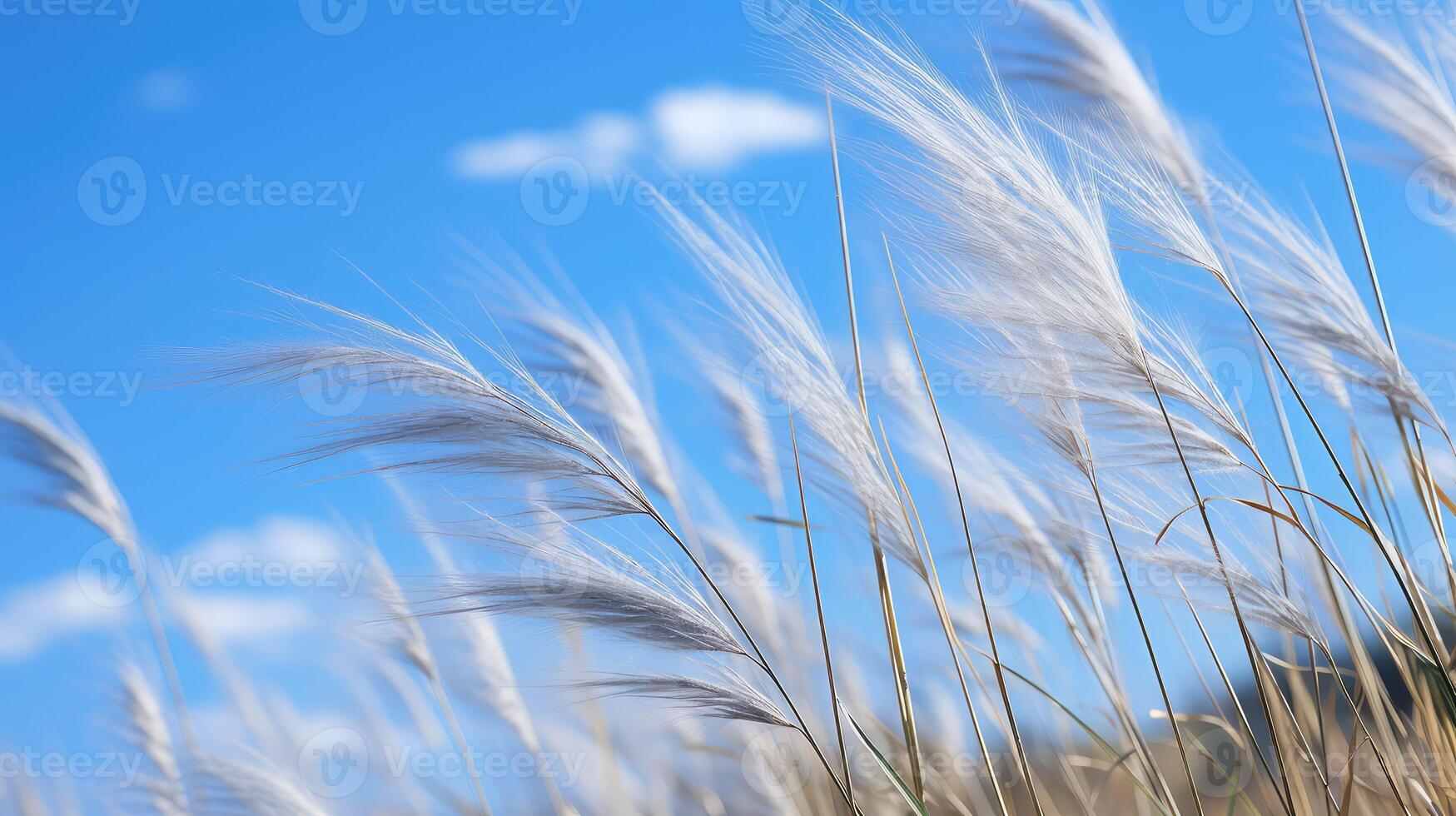 garden blue fescue photo