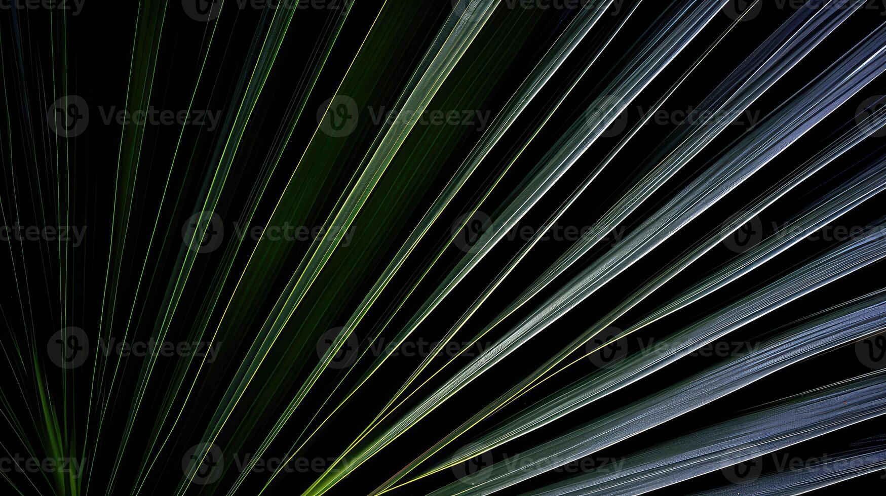 texture black palm photo