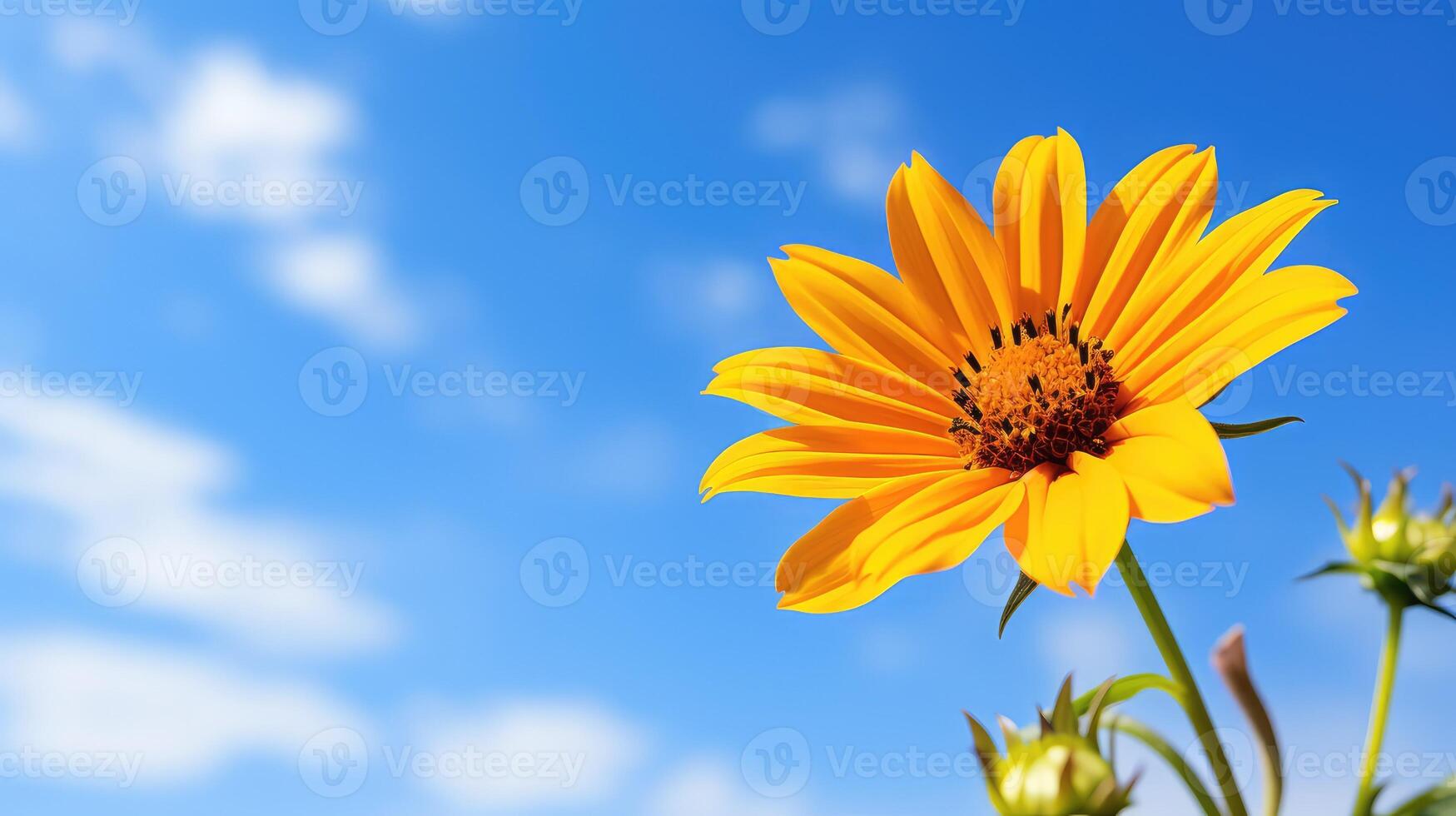 background yellow flower isolated photo