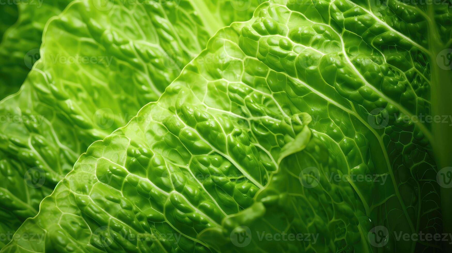 patterns nature lettuce salad photo