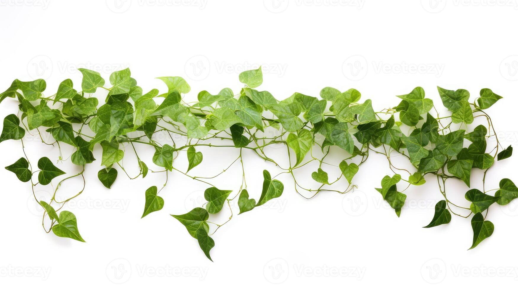 vines ivy isolated on white photo