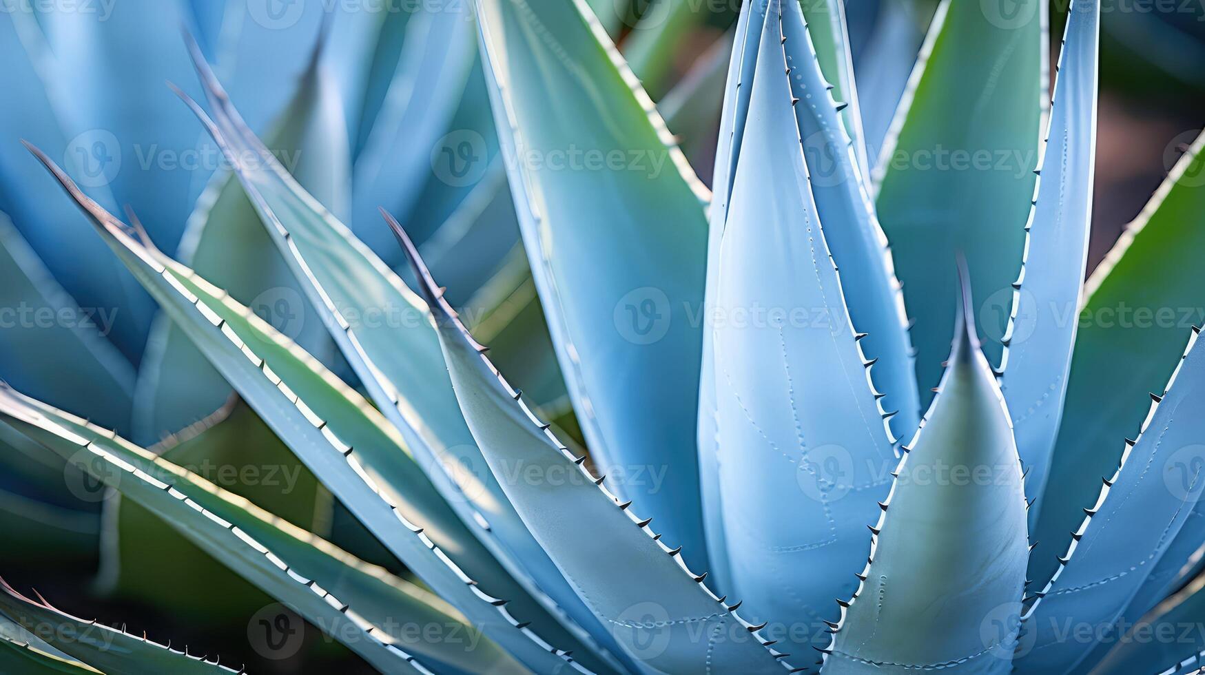 mezcal blue agave plant photo