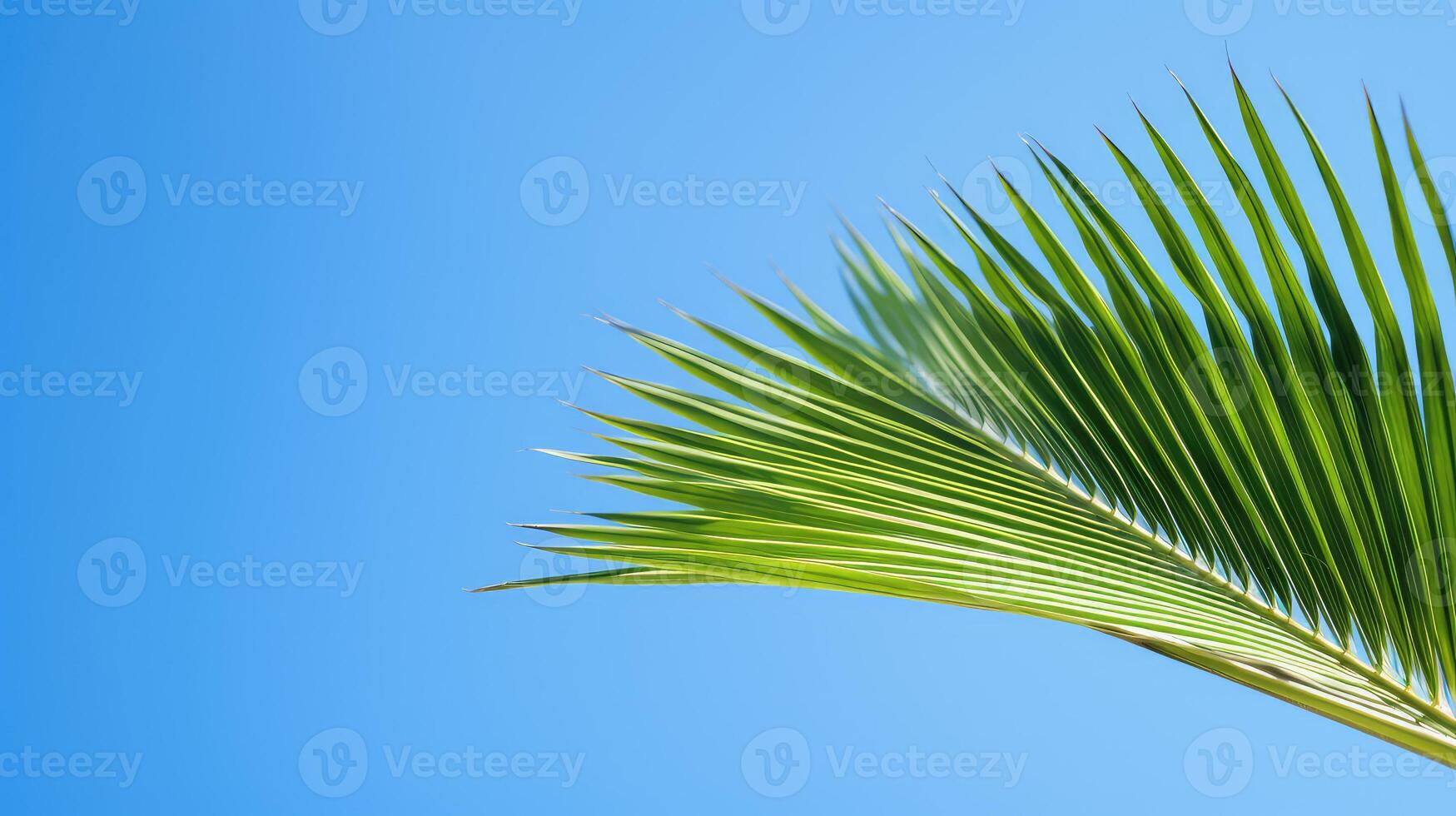 green coconut leaf photo