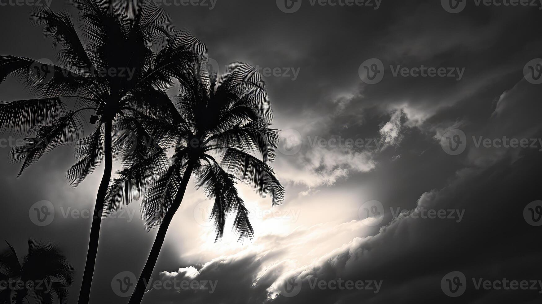sunsky palm tree leaves illustration photo