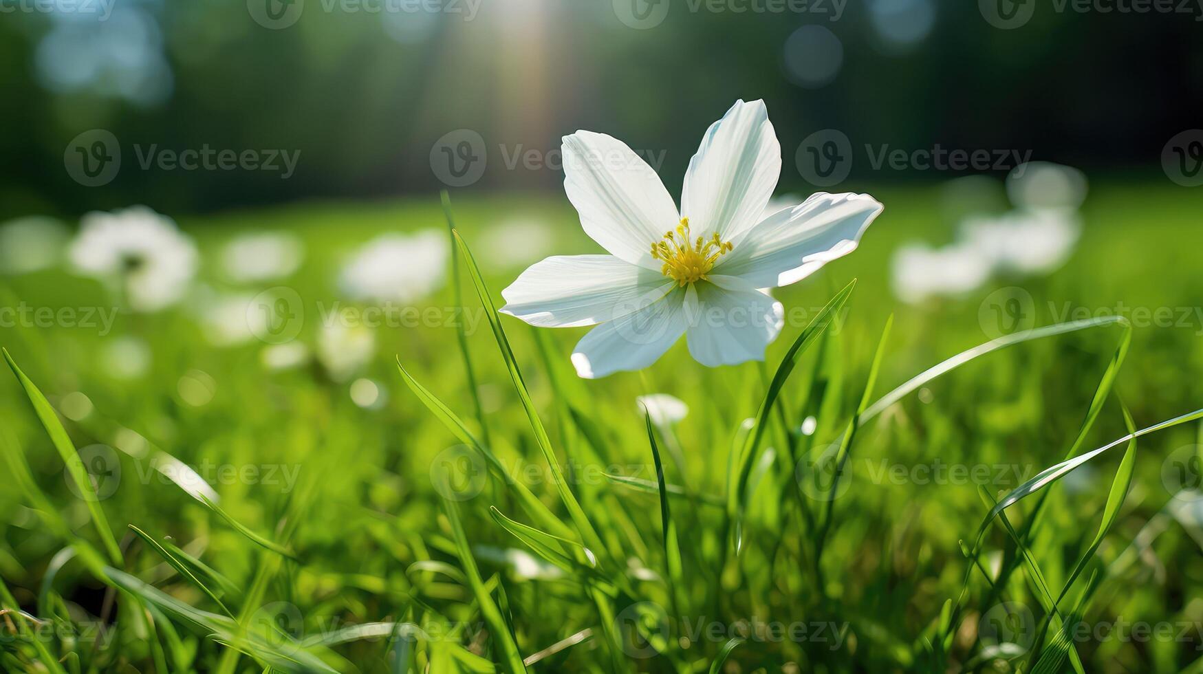 bloom white nature photo