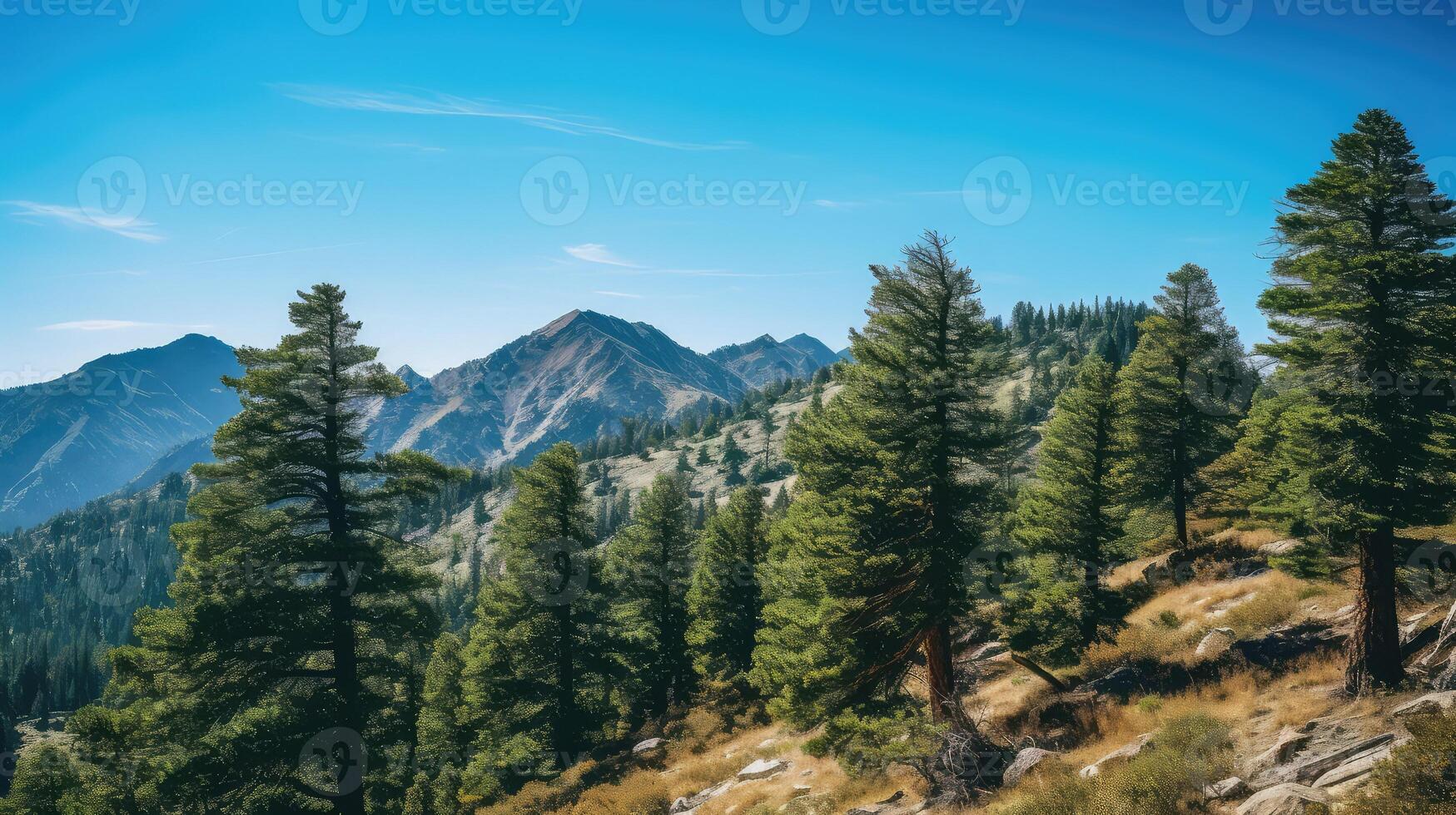 ridge pine tree line photo