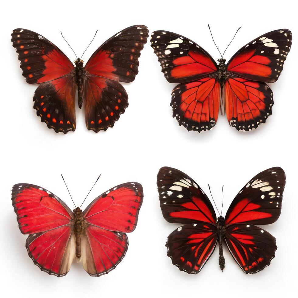 Four different types of butterflies on a white background photo