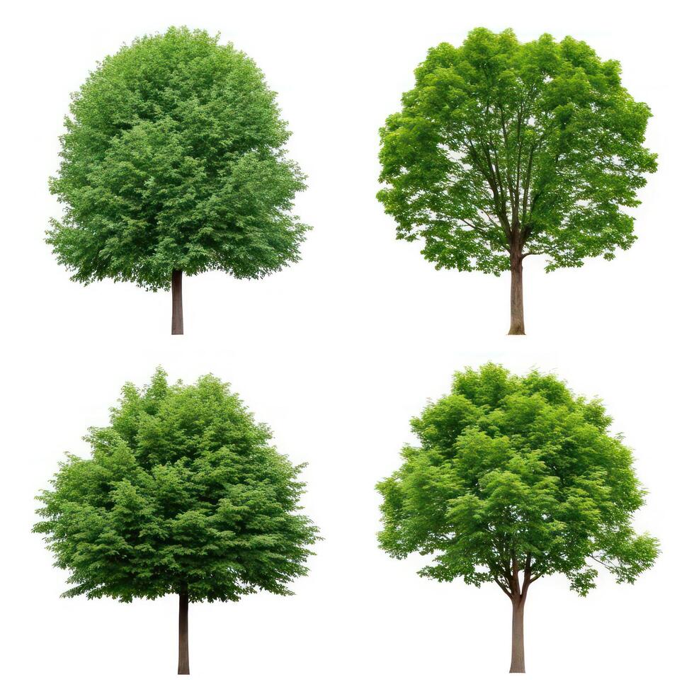 Four different types of trees on a white background photo