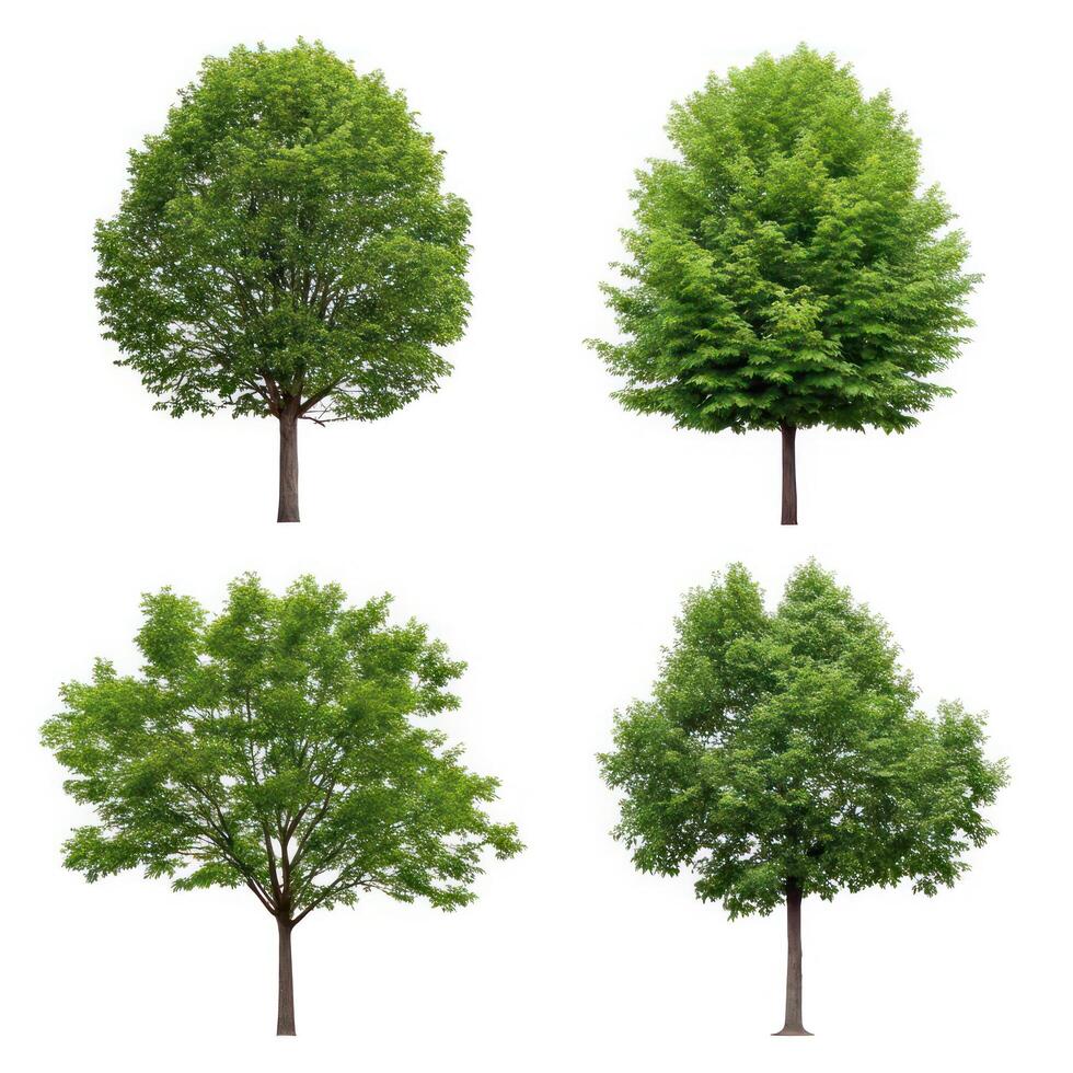 Four different types of trees on a white background photo