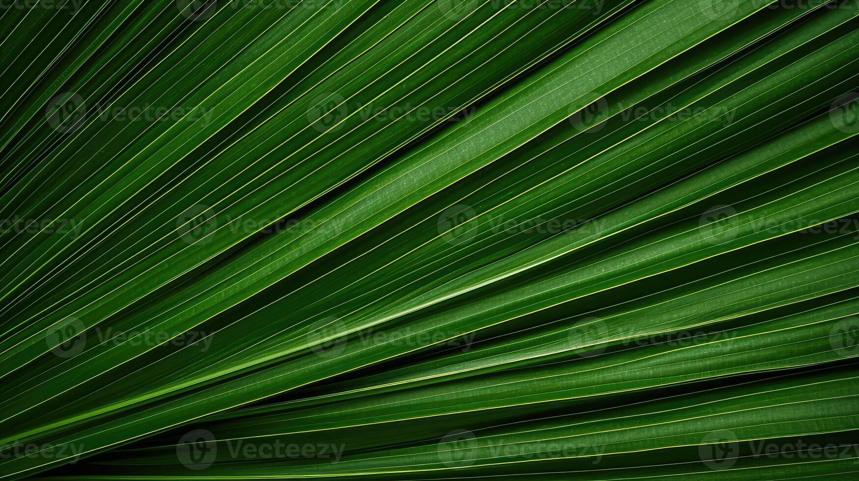 texture palm leaves isolated photo
