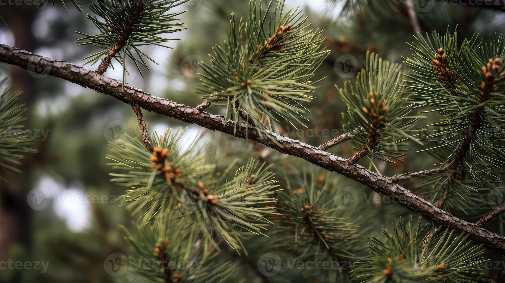 close pine tree background photo