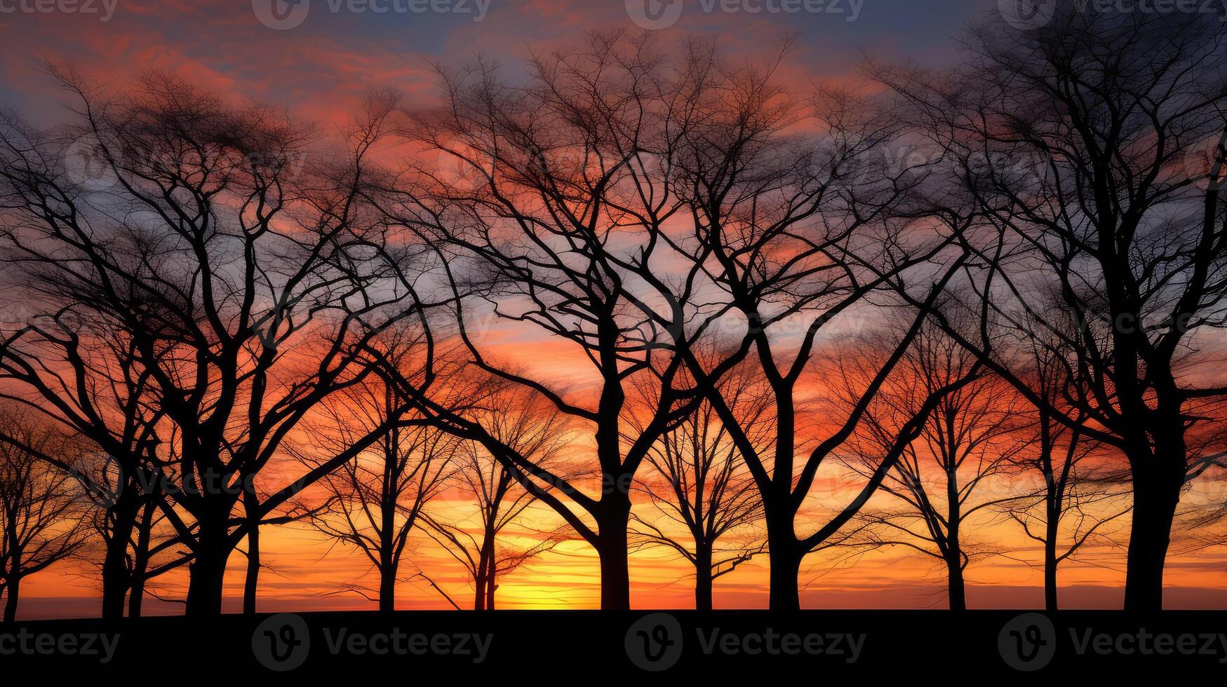 overlap beech tree silhouette photo