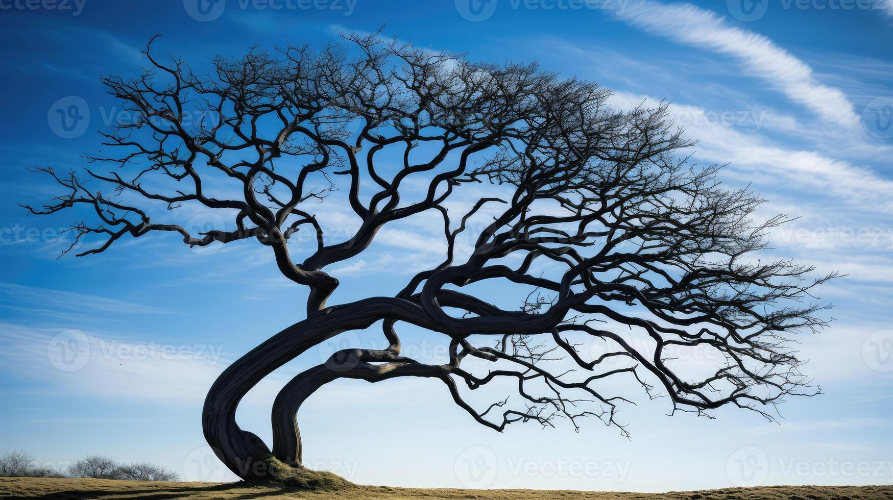 tree twisted trees photo