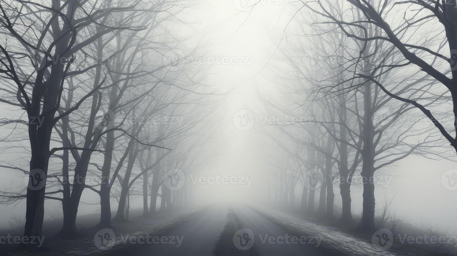 solitude road with trees photo