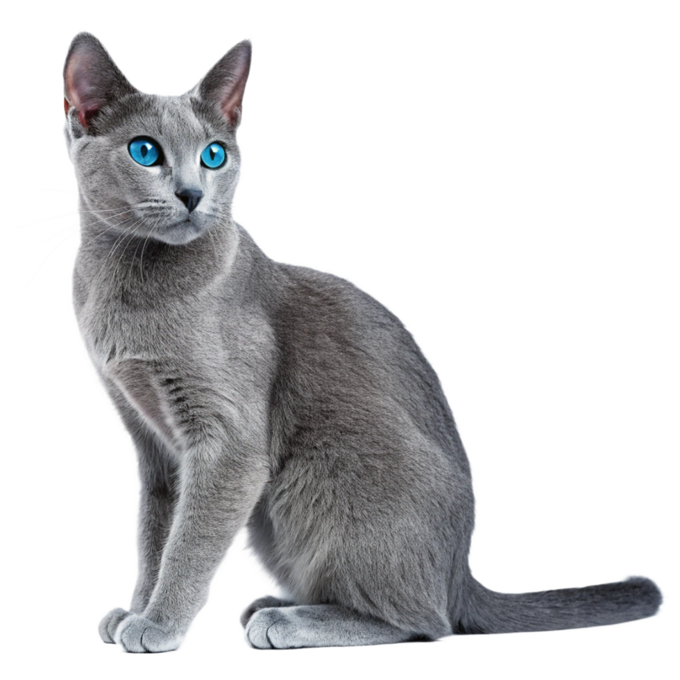 russian blue cat,Blue Eyes isolated on transparent background png